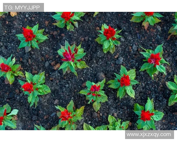 专访周敏：探寻网球界的成功秘诀与奋斗历程